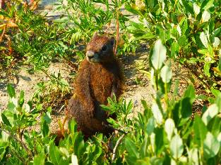 wteton-2016 day3-21  young Marmot.jpg (507774 bytes)